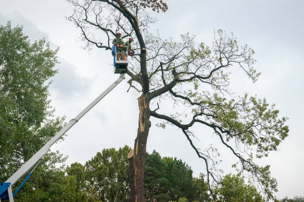 Best Fruit Tree Pruning  in Orange Blossom, CA